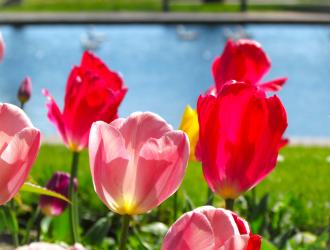 Tulips in Kensington Gardens