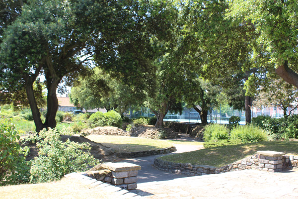 A photo of some trees in a park