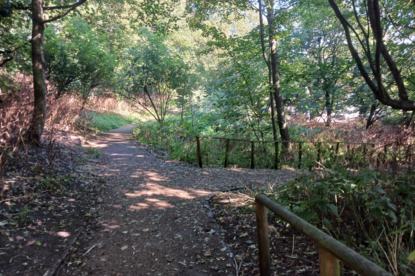 A photo of a path running downhill through a woodland area