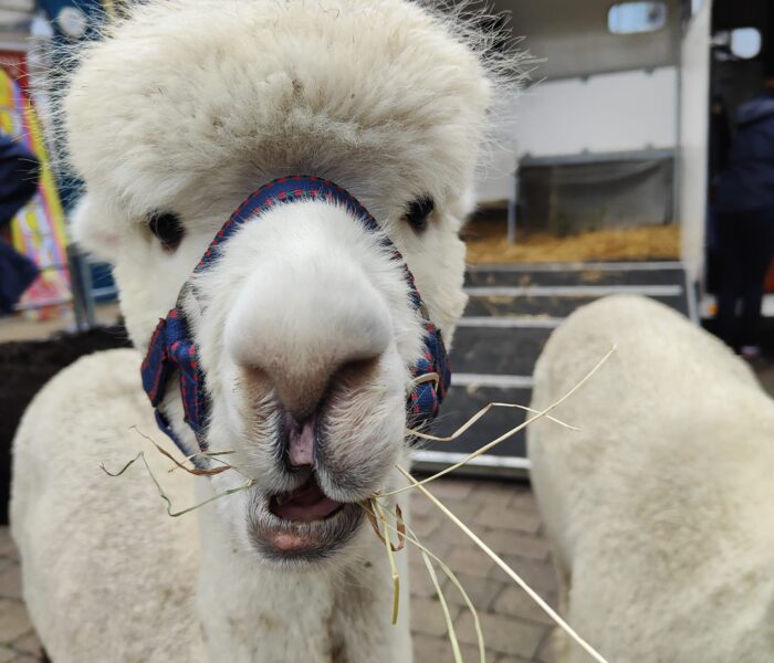 A close up of a llama's face