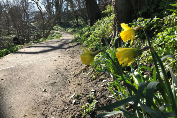 Daffodils next to a sloping path
