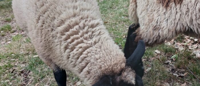 A photo of two sheep
